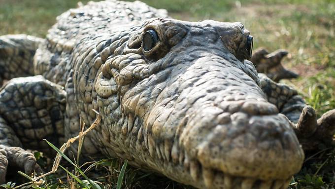 Schweizer Roboter spionieren Krokodile in Afrika aus