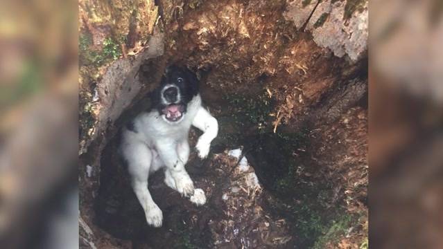 Hundewelpe ausgesetzt