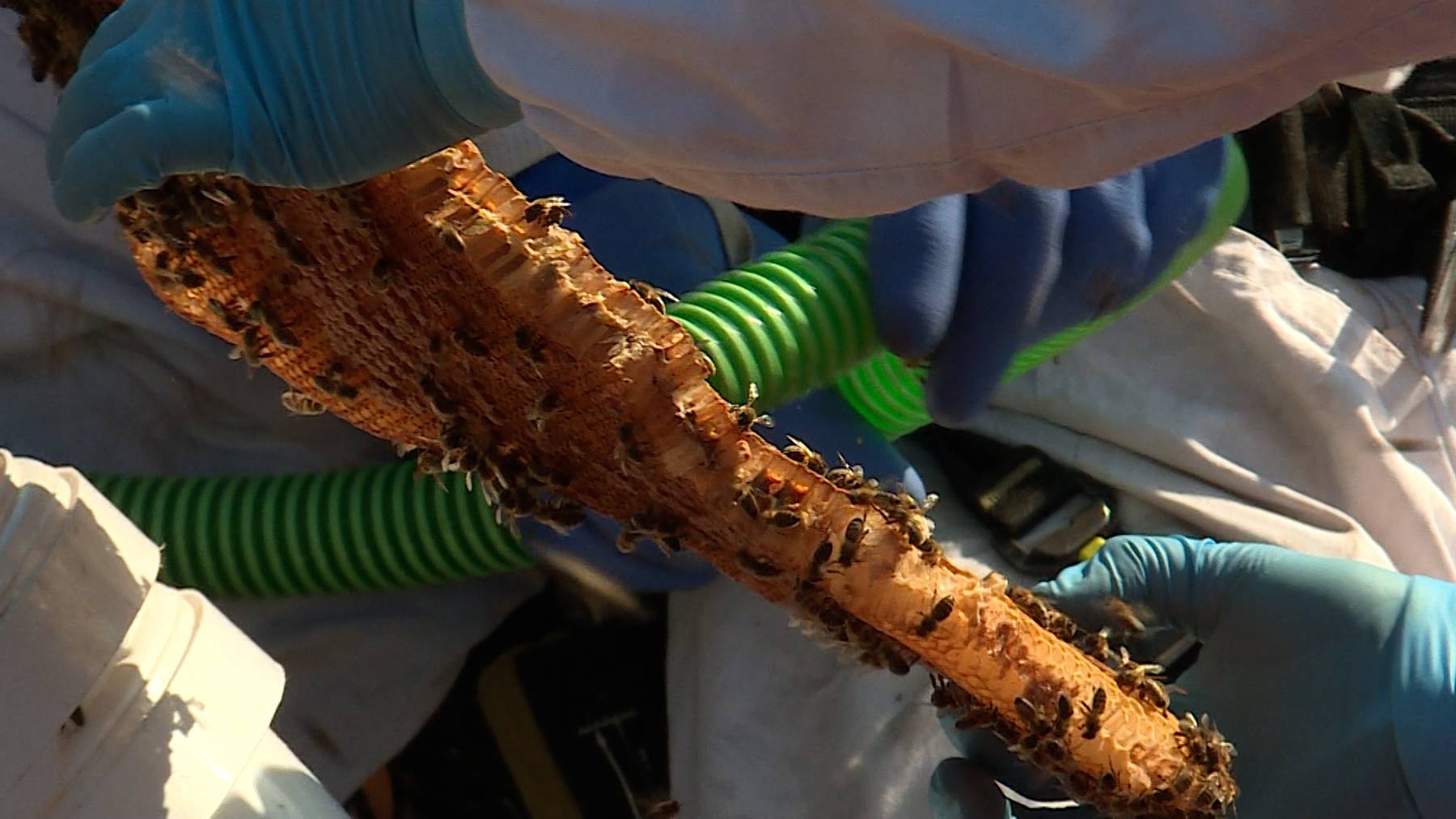 Umsiedlung von Bienen