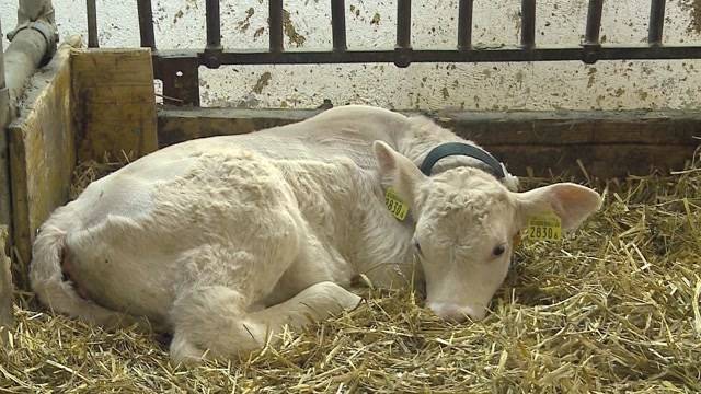 Kalb in Stall missbraucht