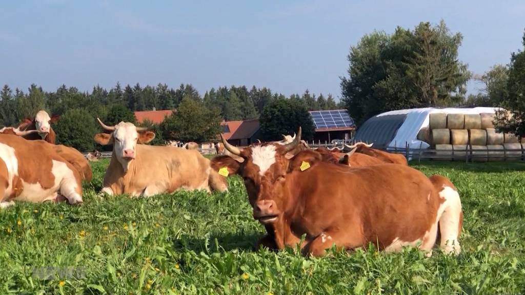 Was ist aus Ausreisser-Kuh “Spächtli“ geworden?