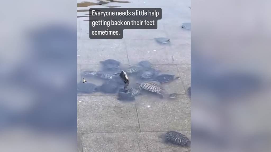 Schildkröte kippt um – doch ihre Kameraden helfen ihr auf die Beine