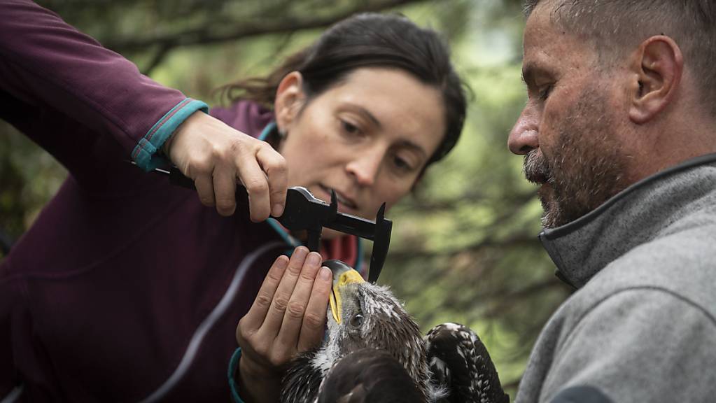 Julia Hatzl und David Jenny von der Vogelwarte Sempach vermessen einen jungen Steinadler, dessen Flugrouten sie mithilfe eines Peilsenders verfolgen werden.