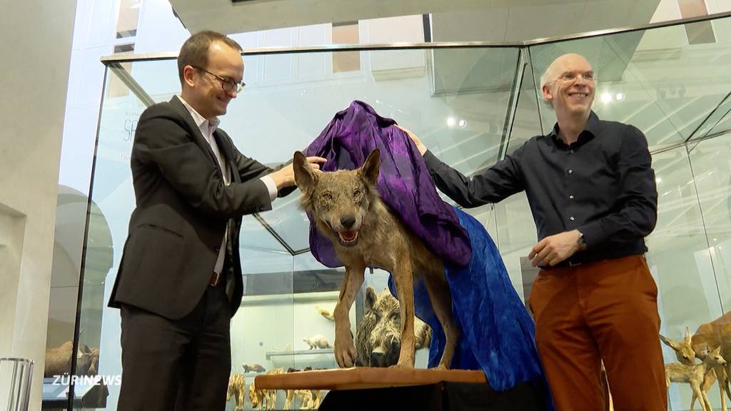 Erster Zürcher Wolf seit über 100 Jahren steht nun im Museum der Uni Zürich