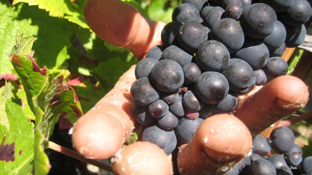 ARCHIV - Ein Erntehelfer schneidet rote Trauben vom Typ Pinot Noir am 21.09.2010 in Vertus, Champagne, Frankreich. Vor einem Gericht in der französischen Weinbauregion Champagne wird am Montag das Urteil in einem Prozess um die Ausbeutung ausländischer Erntehelfer erwartet. Foto: Ulrike Koltermann/dpa