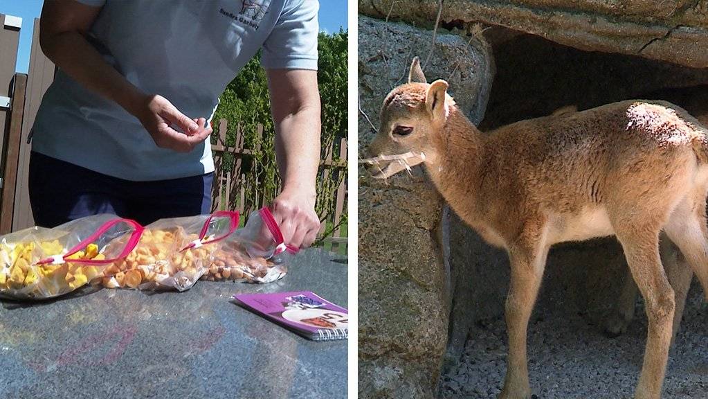 Vegane Hundeguetzli / Nachwuchs bei den Mufflons Zoo Basel