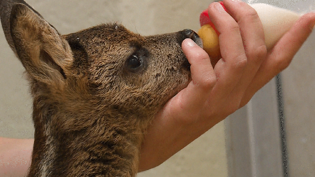 Auffang- und Pflegestation Tierpark Goldau