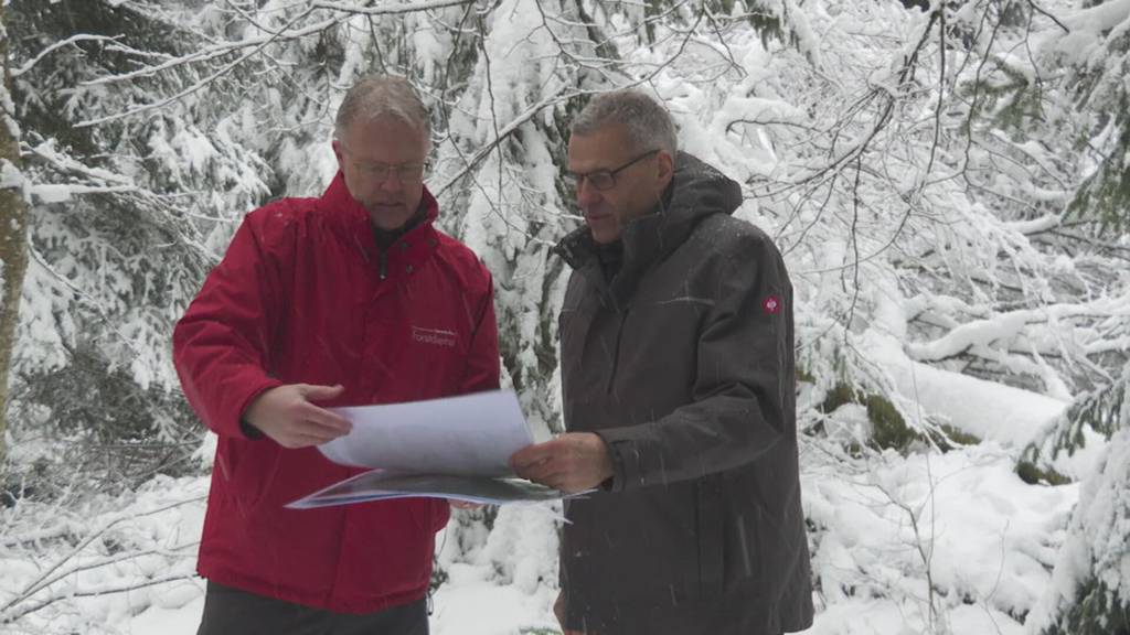 Die Wälder 25 Jahre nach dem Sturm