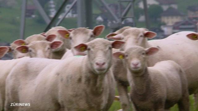 Schwyzer Bauern haben Angst vor Bär