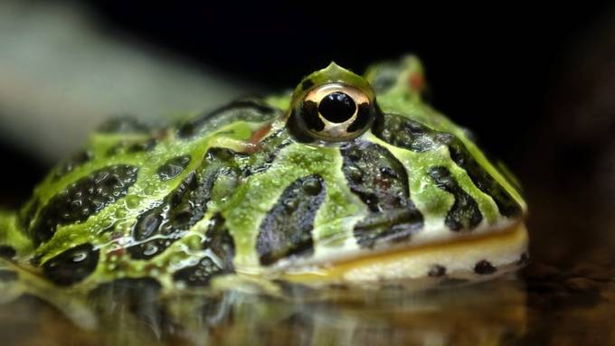 Froschzungen funktionieren wie Klebeband