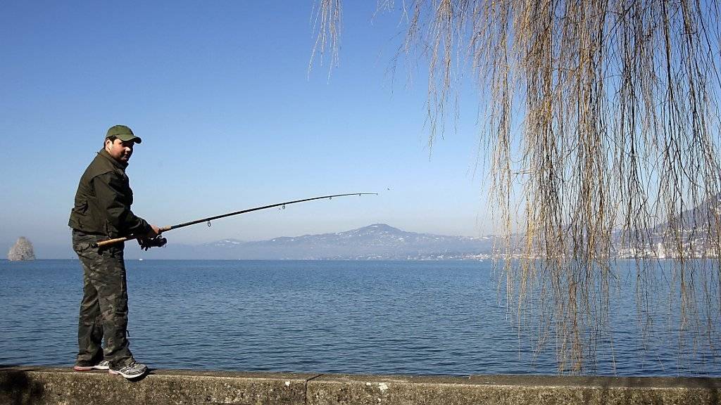 Aus dem Genfersee wurden im vergangenen Jahr 1145 Tonnen Fisch gefangen, der grösste Teil davon ging den Berufsfischern ins Netz. (Archivbild)