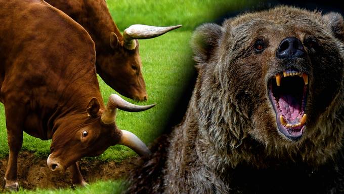 Bär gegen Stier: Wer würde das Playoff-Duell in freier Wildbahn gewinnen?