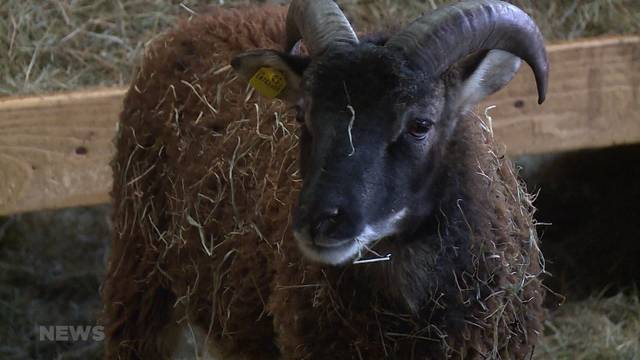 Seltene Schafe seit Sturm vermisst