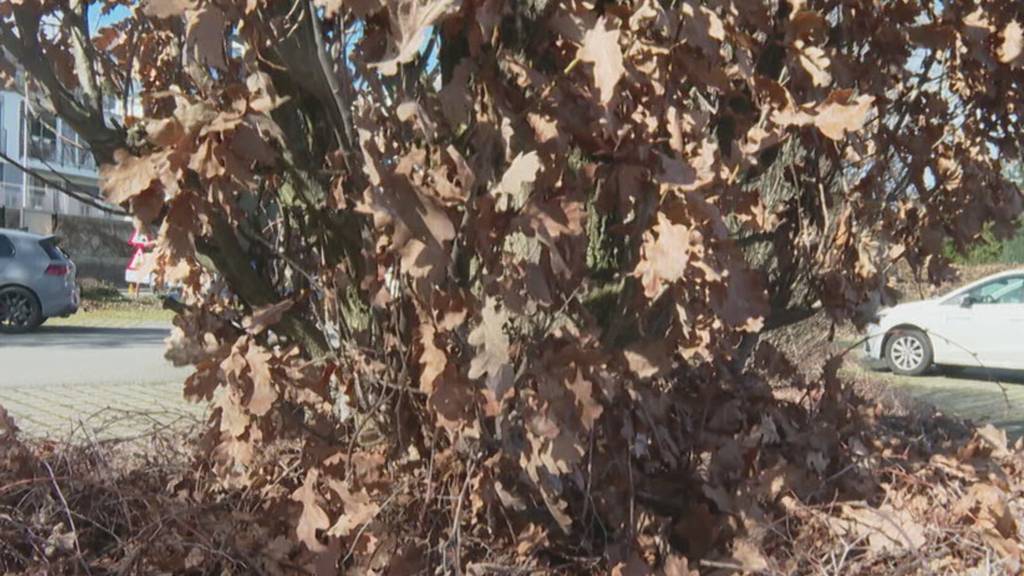 In Thalwil treibt ein Baummörder sein Unwesen
