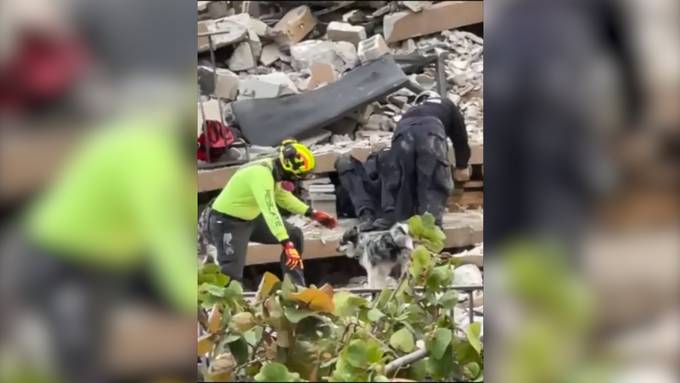 Hauseinsturz in Miami: Rettungshund «Oreo» sucht nach Vermissten