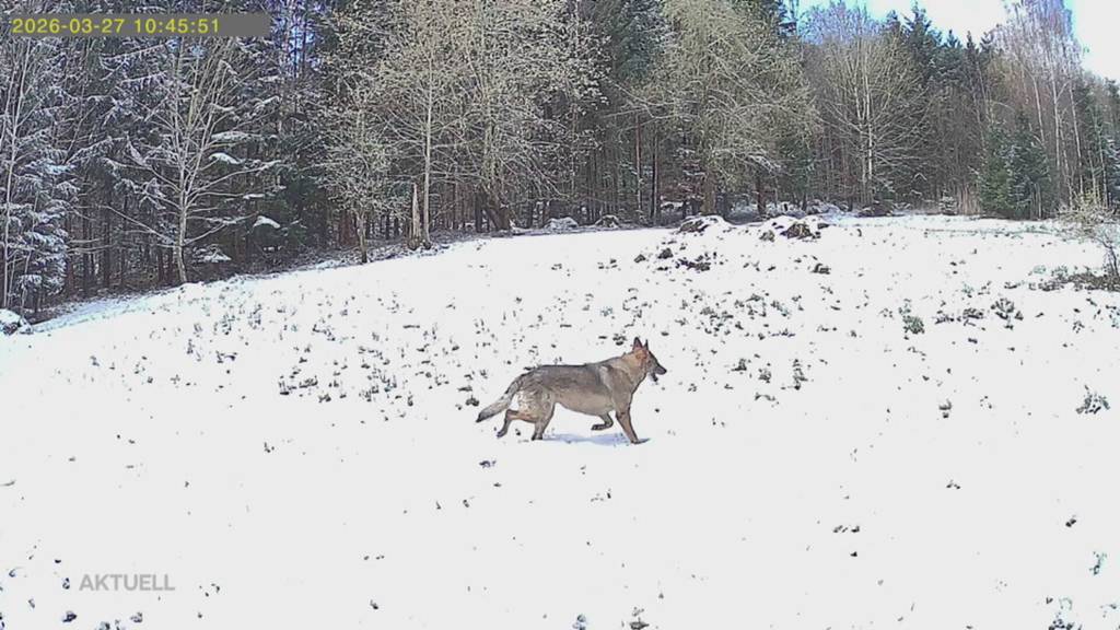 Wie Freiämter Schafhalter nach Wolfssichtung in Boswil damit umgehen