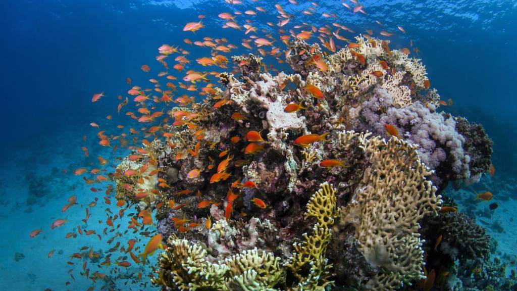 Korallen am Great Barrier Reef erholen sich deutlich