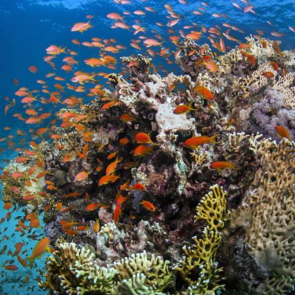 Korallen am Great Barrier Reef erholen sich deutlich