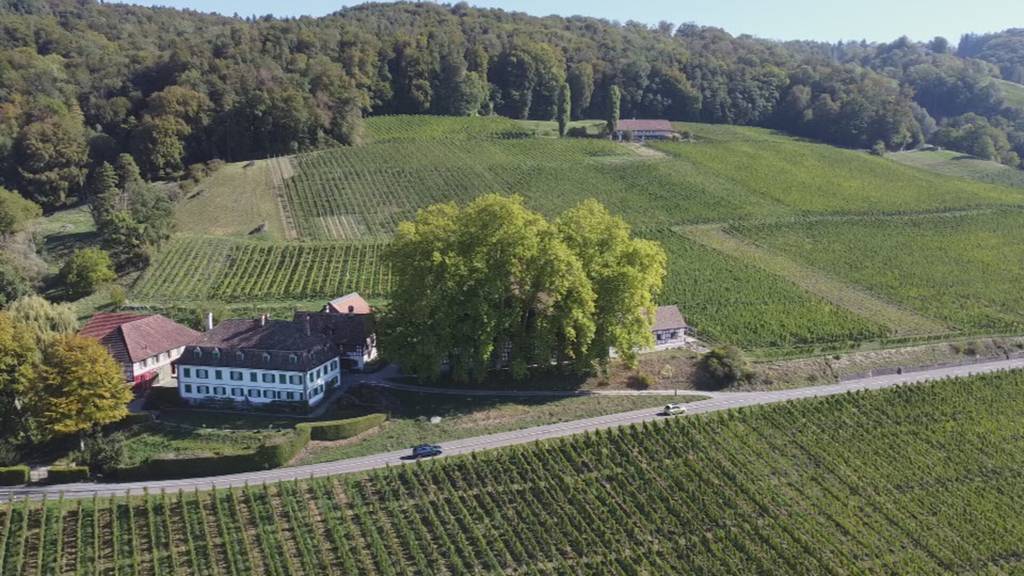 Mit 440-jähriger Weinpresse: Schlossgut Bachtobel am Ottenberg stellt edle Tropfen her