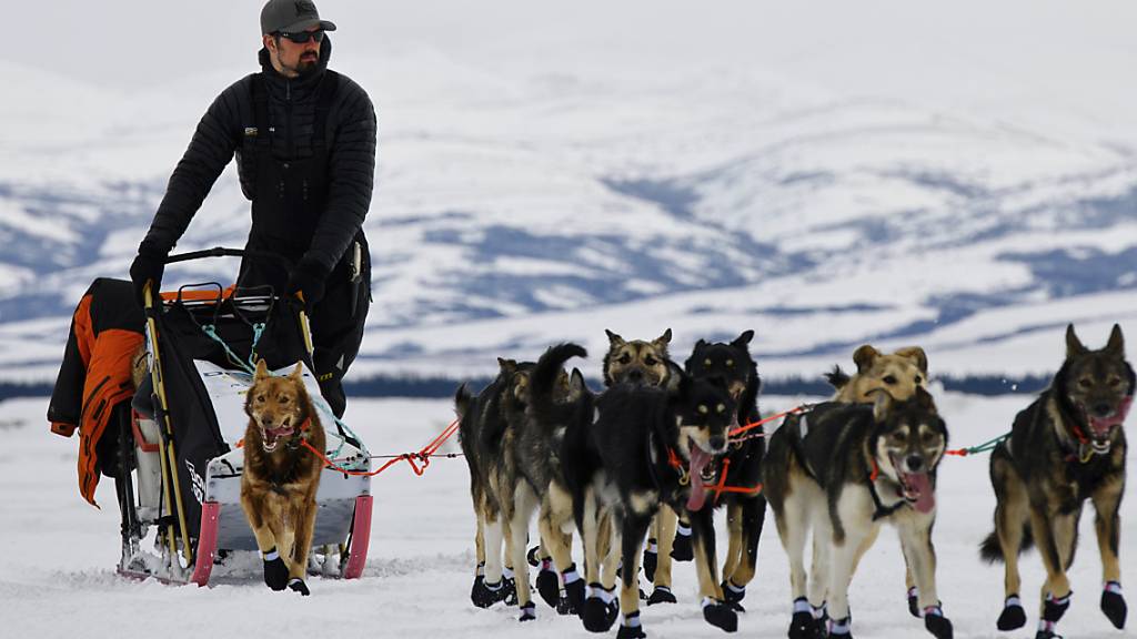  Peter Kaiser, US-amerikanischer Schlittenhundeführer, und seine Hunde nehmen am Iditarod, dem längsten Hundeschlittenrennen der Welt, teil. Foto: Marc Lester/Anchorage Daily News/AP/dpa
