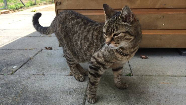 Sieben Vermisste Busis Treibt In Durrenasch Ein Katzendieb Sein Unwesen Fm1today