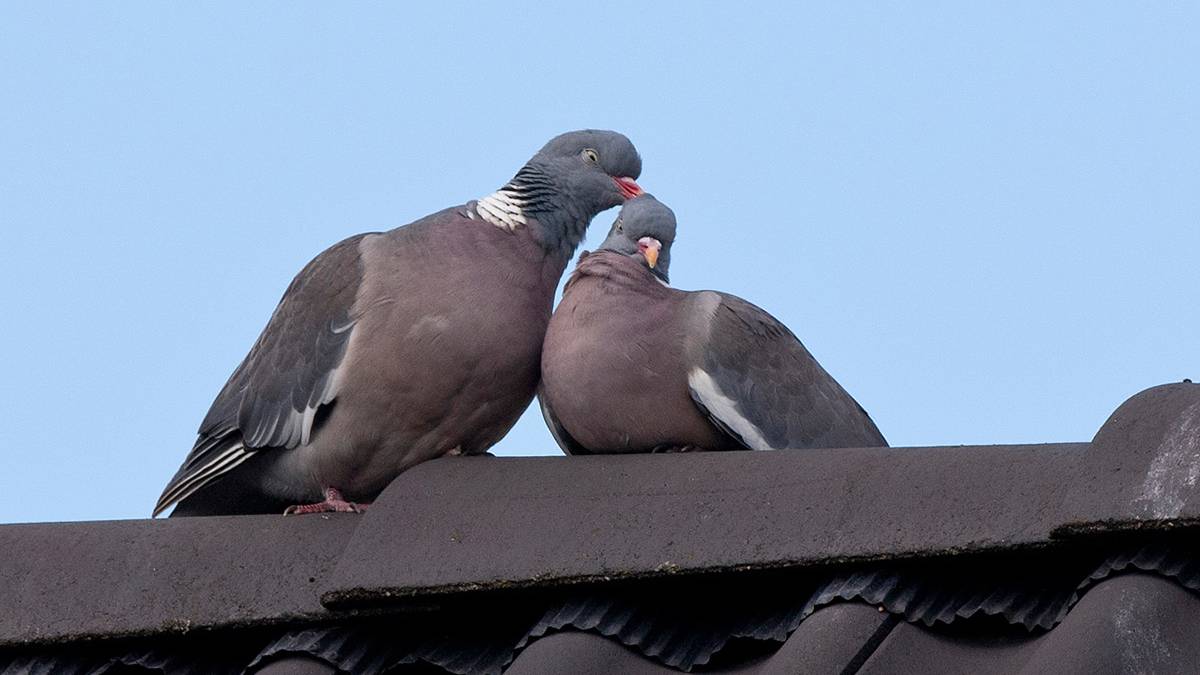 Ferientipp: Naturspektakel Vogelzug in den Süden