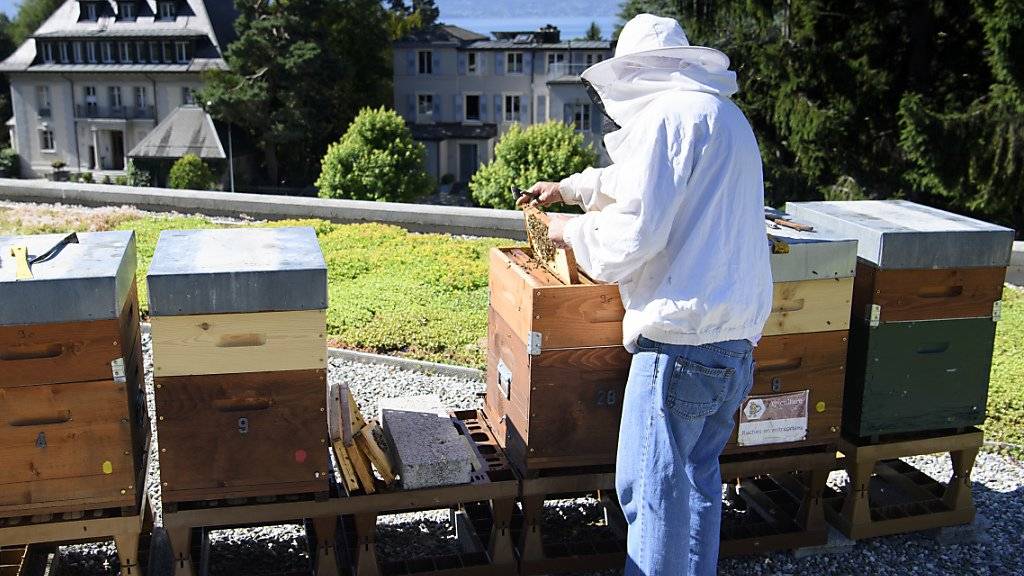 Bisher war es für Imker mühsame Zählarbeit, den Varroa-Milben-Befall ihrer Bienenstöcke zu bestimmen. Eine App soll künftig helfen. (Archivbild)