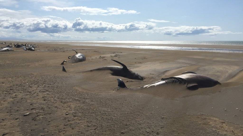 Eine ganze Walherde ist an einem abgelegenen Strand auf der Halbinsel Snaefellsnes nördlich der isländischen Hauptstadt Reykjavik verendet.