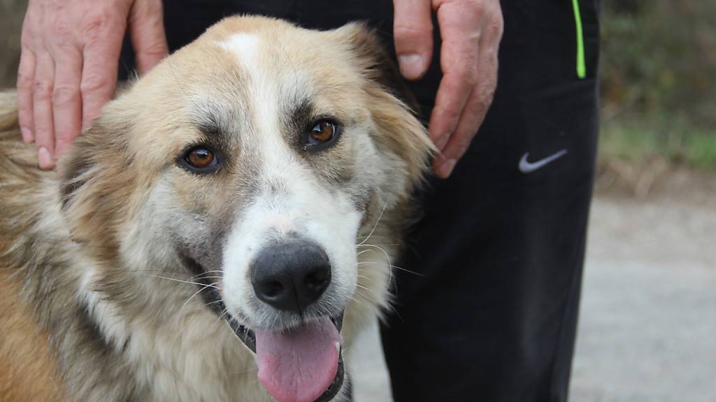 ARCHIV - Ein Hund steht 2020 im Beykoz-Wald. Die Helfer der Organisation «Huysuz Ihtiyar» sagen, manche dieser Hunde seien von ihren Besitzern dort aus dem Auto geworfen worden. Foto: Christine-Felice Röhrs/dpa