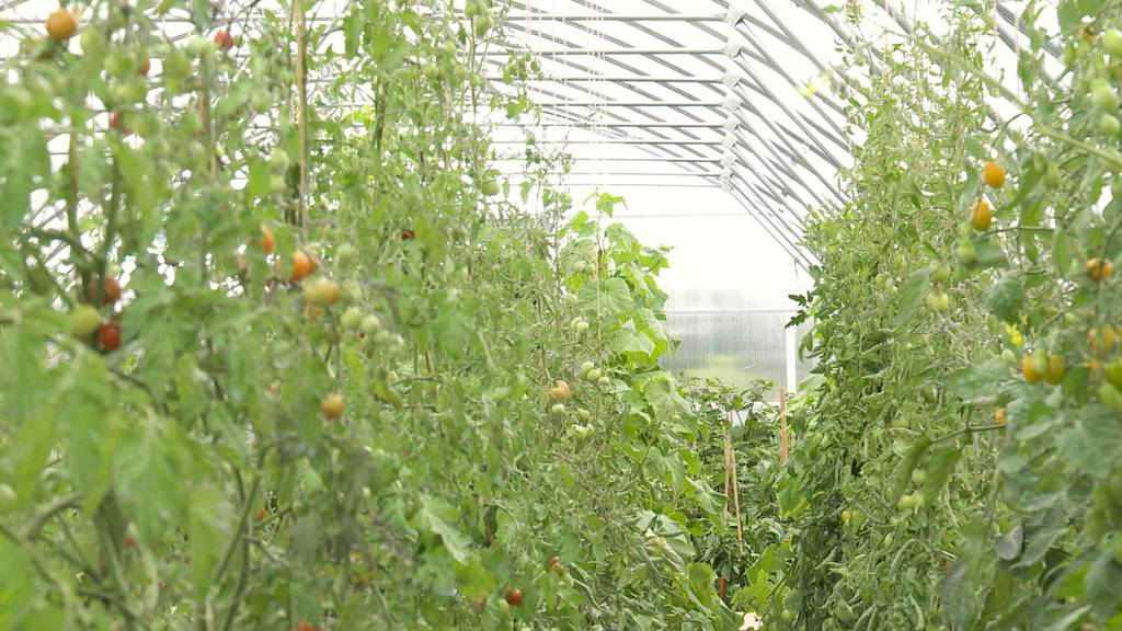 Ernteausfall: Thurgauer Bauern kämpfen gegen Tomatenvirus