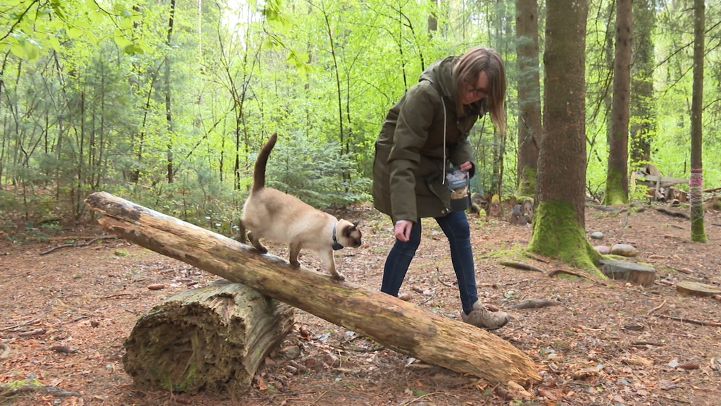 Katzen Spaziergang 