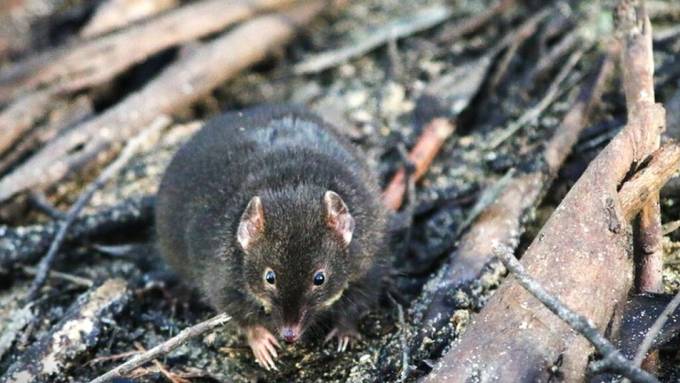 Männliche Breitfuss-Beutelmäuse opfern ihren Schlaf für mehr Sex
