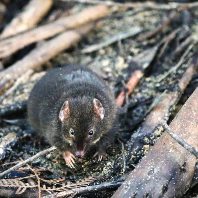 Male broad-footed marsupial mice sacrifice sleep for sex