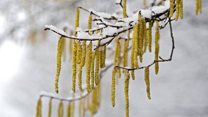 Ende Woche kehrt der Schnee zurück