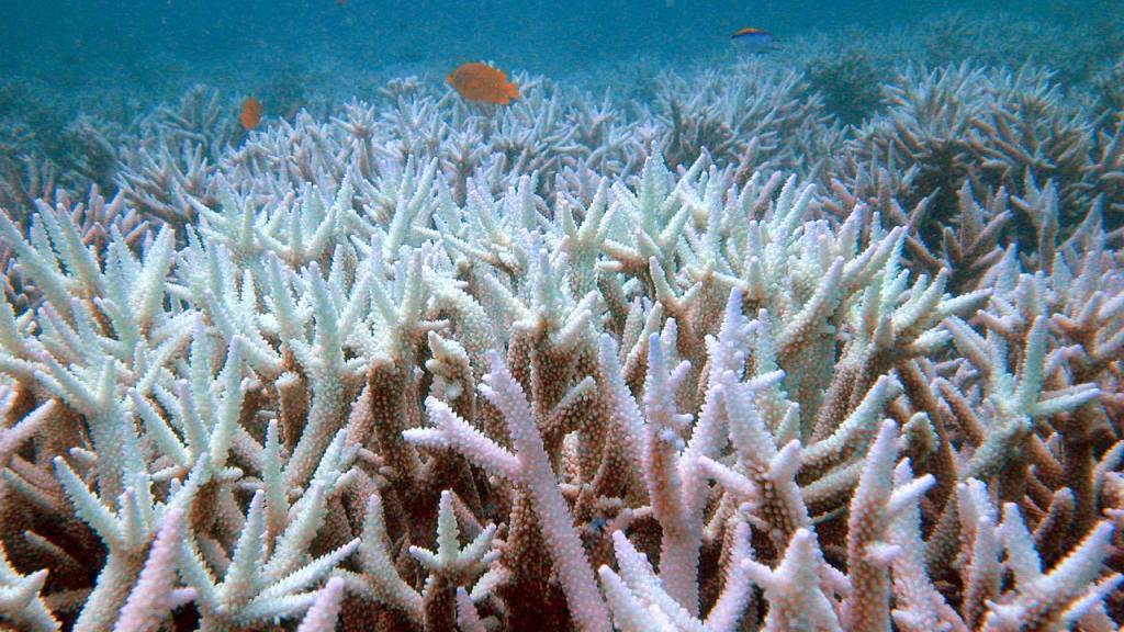 Um die Korallen im Great Barrier Reef steht es schlecht: Einer neuen Studie zufolge verschwanden dort binnen der letzten 25 Jahre die Hälfte aller Korallen.