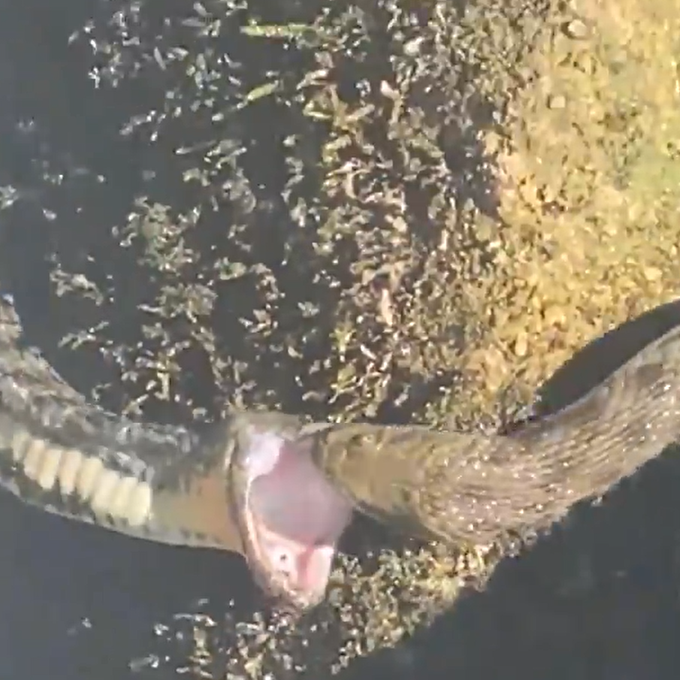Schlangen-Alarm im Zürichsee: Hier kämpfen zwei Würfelnattern um einen Fisch