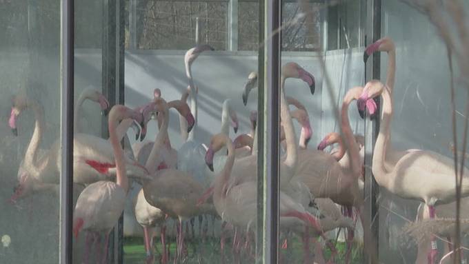 Vogelgrippe macht Tierpark und Berner Geflügelzüchter das Leben schwer