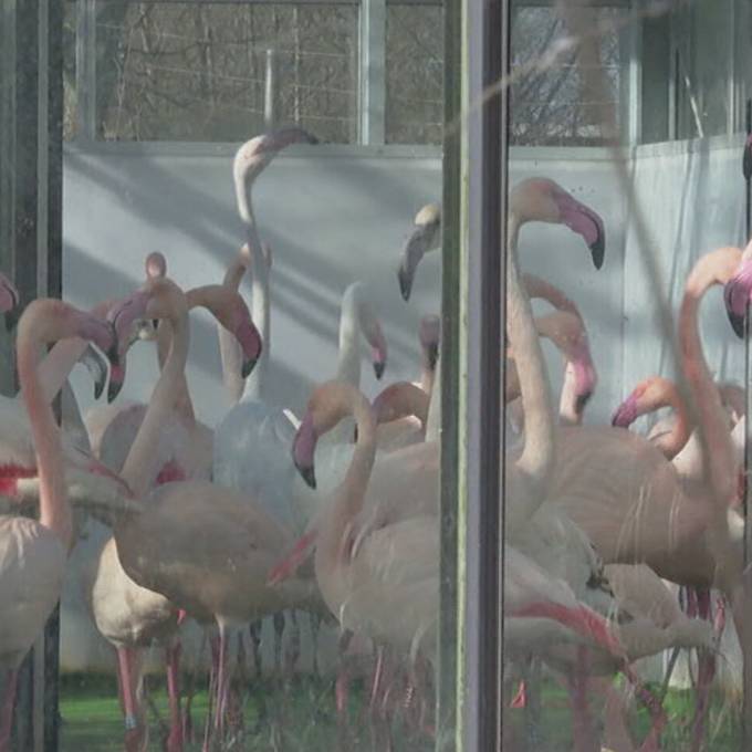 Vogelgrippe macht Tierpark und Berner Geflügelzüchter das Leben schwer