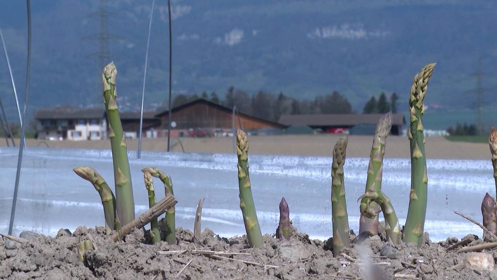 Kaltes Wetter verzögert Schweizer Spargelernte