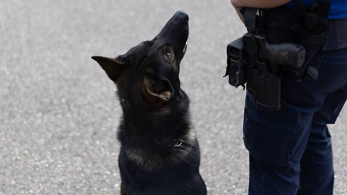 Im Gebüsch versteckt: Polizei stellt in Ins jugendlichen Einbrecher mit Diensthund