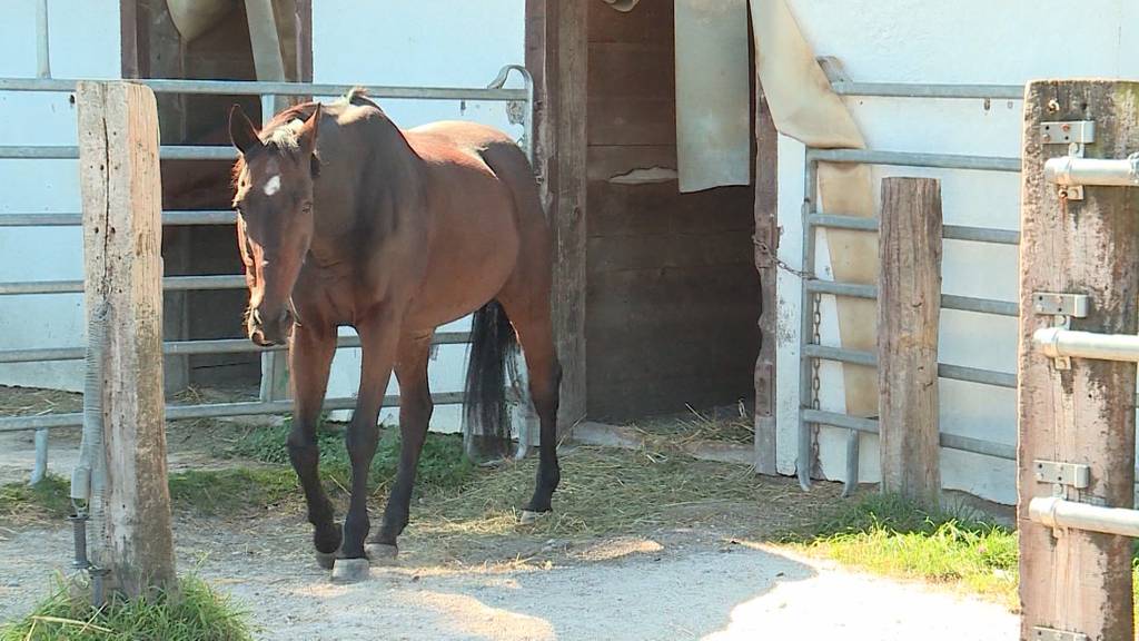 Tödlicher Reitunfall in Fulenbach