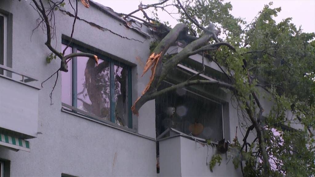 Baum kracht in Höngg in Wohnzimmer