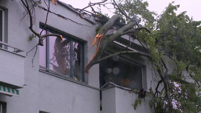 Baum kracht in Höngg in Wohnzimmer