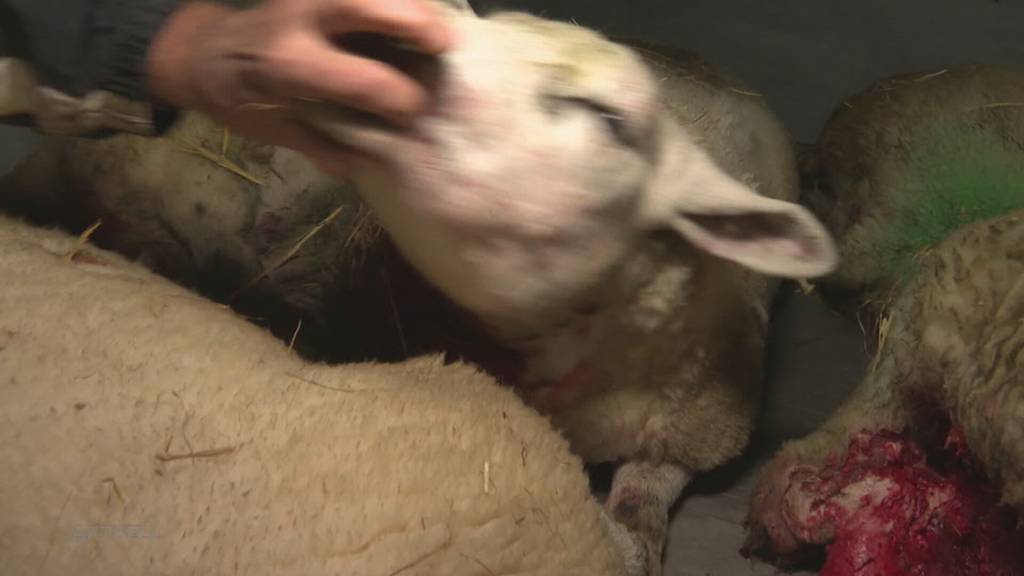 Schon wieder: 12 tote Schafe in der Region Rothrist – Züchter fordert Ausrottung des Wolfes