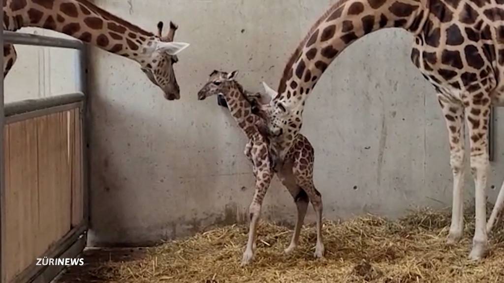 Giraffenbaby im Kinderzoo Rapperswil geboren