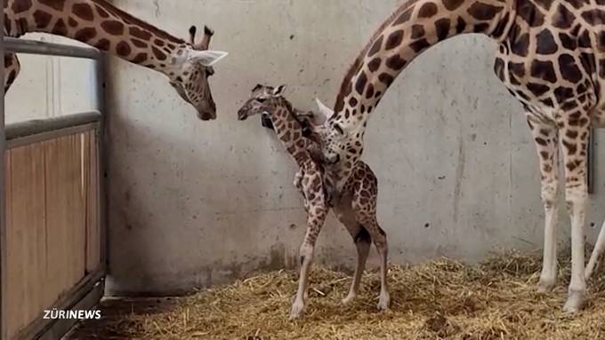 Giraffenbaby im Kinderzoo Rapperswil geboren