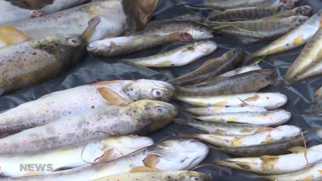 Mysteriöses Fischsterben in Meikirch