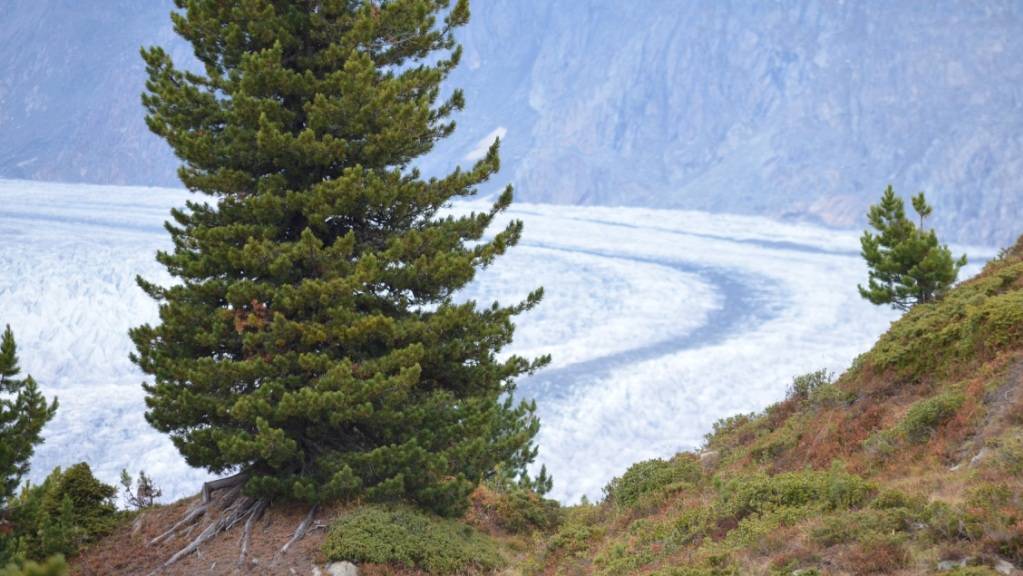 Eine Arve oberhalb des Aletschgletschers: Eine Studie zeigt, dass der Nadelbaum in hohen Lagen genetisch gut für künftige Klimaverhältnisse gerüstet ist. In tiefen Lagen zeigt sich jedoch ein anderes Bild.