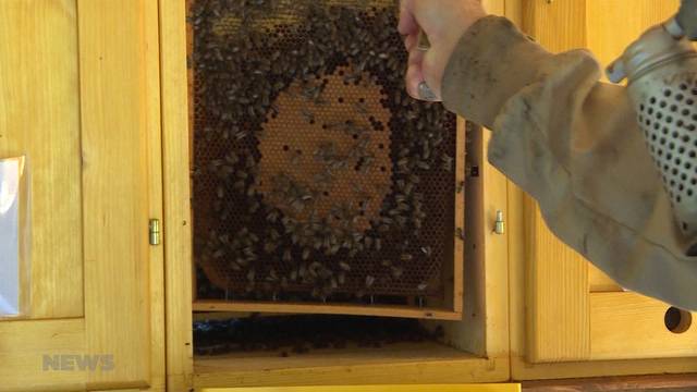 Bienen-Haltung soll gelernt sein: Imker warnen vor Schnellkursen