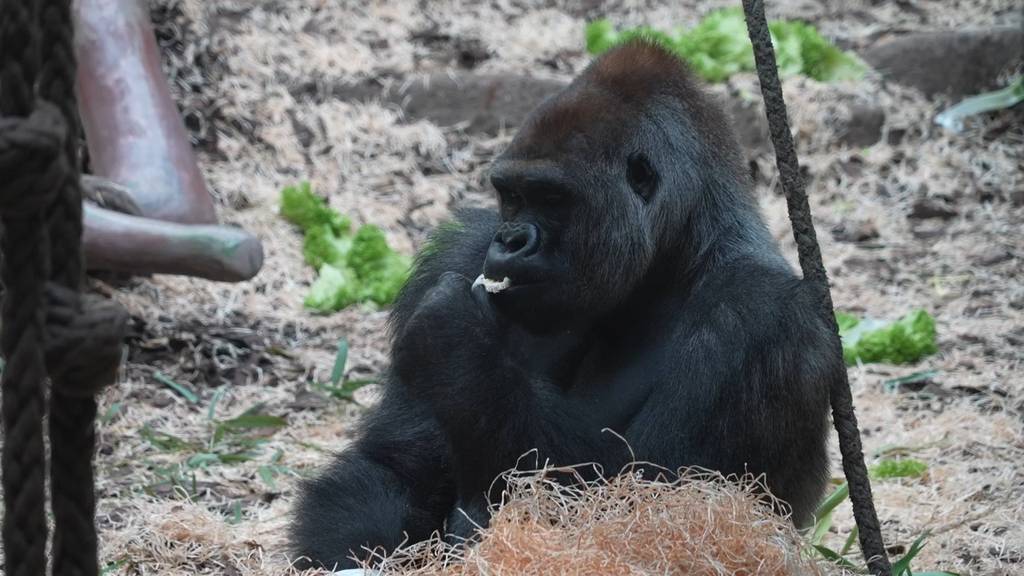 «Er ist relaxed und nonchalant»: Das ist der neue Silberrücken im Zoo Basel